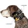 Buckle-Down BuckleDown Plastic Clip Collar Lion King Simba Nala HAKUNA MATATA 1 Wide Fits 1526 Neck Large