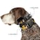 Buckle-Down BuckleDown Plastic Clip Collar Lion King Simba Nala HAKUNA MATATA 1 Wide Fits 1526 Neck Large