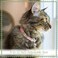 Country Brook Petz Tie Dye Flowers Cat Collar Groovy Collection Featuring Far Out Designs