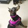 La La Creation Core Reflective Dog Collar with Ring Breathable Mesh Soft Padded Adjustable Nylon Pet Collar 1 Wide Pink XL