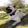 Pipidog Dog Collar Bow Ties Sturdy Soft MaterialLeather Camouflage Collars for Small Medium Large Dogs Breed Puppies Adjustable 12 Colors and 3 Sizes Camouflage S 1014