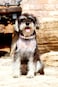 YOUALSO Dog Collars for Small Dogs 3D Print Pattern Soft Nylon Pet Puppy Collars Adjustable for XS Small Medium Large Dogs Girl Boy Colorful Triangle S
