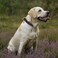 KUDES Dog Leather Collar and 4 ft Leash Adjustable Basic Collar with Bell Checkered Pattern Durable Leather Collar and Leash with Metal Buckle for Small Medium Large Dogs