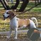 KUDES Dog Leather Collar and 4 ft Leash Adjustable Basic Collar with Bell Checkered Pattern Durable Leather Collar and Leash with Metal Buckle for Small Medium Large Dogs