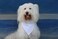 EechicSpace 2 Pack White Cotton Dog Bandana Over Collar Blank for Extra Small Pets
