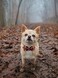 Elegant little tail Dog Collar with Bow Bowtie Dog Collar Adjustable Fall Dog Collars for Small Medium Large Dogs