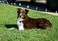 Extreme Dog Fence Dog Collar Replacement Strap Lime Compatible with Nearly All Brands and Models of Underground Dog Fences