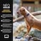 EzyDog Neo Dog Collar Waterproof Reflective Dog Collar with Soft Padded Neoprene for Comfort Durable Nylon Features Quick Release Buckle and Builtin ID Clip Large Black