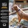 EzyDog Neo Dog Collar Waterproof Reflective Dog Collar with Soft Padded Neoprene for Comfort Durable Nylon Features Quick Release Buckle and Builtin ID Clip Large Black