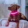 Flashseen LED Dog Collar USB Rechargeable Light Up Dog Collar Lights Adjustable Comfortable Soft Mesh Safety Pet Collar for Small Medium Large Dogs Large Candy Pink