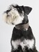 Gyapet Small Dog Collar Set 2Pcs Puppy Cat Collar with Bow Tie Bandana Durable PU Leather Canvas Tiny Pet Scarf for Small Breed Pets camoGreen