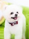 Gyapet Small Dog Collar Set 2Pcs Puppy Cat Collar with Bow Tie Bandana Durable PU Leather Canvas Tiny Pet Scarf for Small Breed Pets camored