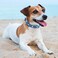 HDE Nylon Dog Collar Adjustable Soft Puppy Collars for Small Medium Large Dogs Sharks M
