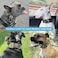AaufiLux Heavy Duty Tactical Dog Collar 15 Width Military Durable Thick Nylon with Adjustable Metal D Ring Buckle Working Training K9 Collar for Medium Large Dogs L2023 Army Green