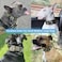AaufiLux Heavy Duty Tactical Dog Collar 15 Width Military Durable Thick Nylon with Adjustable Metal D Ring Buckle Working Training K9 Collar for Medium Large Dogs L2023 Army Green