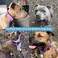 AaufiLux Heavy Duty Tactical Dog Collar 15 Width Military Durable Thick Nylon with Adjustable Metal D Ring Buckle Working Training K9 Collar for Medium Large Dogs L2023 Purple