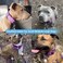 AaufiLux Heavy Duty Tactical Dog Collar 15 Width Military Durable Thick Nylon with Adjustable Metal D Ring Buckle Working Training K9 Collar for Medium Large Dogs L2023 Purple