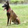 Hyhug Martingale Collar for Dogs Large Pink Escape Proof Heavy Duty Nylon Durable No Pull Ideal for Training Daily Walks