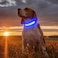 Illumifun LED Dog Collar Reflective Light Up Collars for Small Dog USB Rechargeable Pet Collar Light for Dogs Walking Camping Blue Small