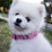 IVY&amp;LANE IVYLANE Reflective Dog Collar and Leash SetAdjustable Neoprene Padded Dog Collars Breathable Nylon Pet Collar for Small Medium Large DogsSmallFuchsia Pink