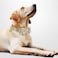 KUDES 2 PackSet Dog Collars with Bow Tie and Bells Adjustable Cute Dog Bow Ties Collar for SmallMediumLarge Boys and Girls Pets Beige Brown