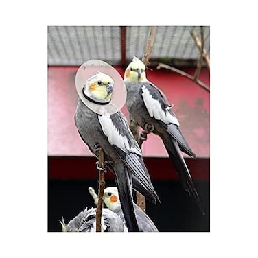 KONG KVP Bird ECollar 32358