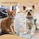 LESYPET Spiked Dog Collar Spike Collar for Dogs Kiten Punk PU Leather Spiked Cat Collar Adjustable Puppy Collars Black L