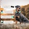 LIEVUIKEN 2 Pack Reflective Dog Collar with Safety Locking Buckle Adjustable Soft Breathable Comfortable Nylon Pet Collar for Small Medium and Large Dogs Turquoise XS