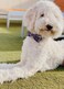 lionet paws Lionet Paws Dog and Cat Collar with Bowtie Grid Collar Plastic Buckle Light Adjustable Collars for Small Medium Large Dogs