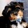 lionet paws Lionet Paws Dog and Cat Collar with Bowtie Grid Collar Plastic Buckle Light Adjustable Collars for Small Medium Large Dogs