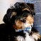 lionet paws Lionet Paws Dog and Cat Collar with Bowtie Grid Collar Plastic Buckle Light Adjustable Collars for Small Medium Large Dogs