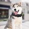 Lmlpt Leather Dog Collar Soft Padded Heavy Duty Strong Collars Comfortable Basic Pet Collar with Adjustable RustProof Metal Buckle Best Gift for Small Medium Large DogsBlackL