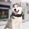 Lmlpt Leather Dog Collar Soft Padded Heavy Duty Strong Collars Comfortable Basic Pet Collar with Adjustable RustProof Metal Buckle Best Gift for Small Medium Large DogsBlackL