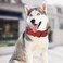 Lmlpt Leather Dog Collar Soft Padded Heavy Duty Strong Collars Comfortable Basic Pet Collar with Adjustable RustProof Metal Buckle Best Gift for Small Medium Large DogsRedS