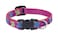 LupinePet Originals 12 Wing It 812 Adjustable Collar for Small Dogs