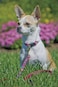 LupinePet Originals 12 Wing It 812 Adjustable Collar for Small Dogs