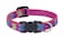 LupinePet Originals 12 Wing It 812 Adjustable Collar for Small Dogs