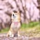 M MACA Maca Bates Cherry Pink Dog Collar with Cute Solid Sailor Bow Tie for Extra Large Girl Boy DogsGirly Adjustbale Durable Breakaway Soft Collars with Bowtie for Female Male PuppyPet with Metal Buc