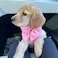 M MACA Maca Bates Cherry Pink Dog Collar with Cute Solid Sailor Bow Tie for Extra Large Girl Boy DogsGirly Adjustbale Durable Breakaway Soft Collars with Bowtie for Female Male PuppyPet with Metal Buc