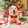 Malier Dog Collar with Bow tie Classice Plaid Pattern Dog Collar with Bow tie and Durable Buckle Collar for Small Medium Large Dogs Puppy Large Red