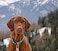 Max & Max Molly Ultra Comfortable Padded Neoprene Sport Dog Collar with Smart ID Tag Vintage S