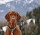 Max & Max Molly Urban Pets Smart ID Dog Collar Soft Neoprene Waterproof Machine Washable Power Buckle Gotcha QR Tag Custom App Profile Vintage Green Stripe L