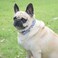 XPangle Metal Buckle Dog Collar Durable Adjustable Dog Collar Soft for Small Medium Large Dogs S1014in Blue Leopard