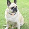 XPangle Metal Buckle Dog Collar Durable Adjustable Dog Collar Soft for Small Medium Large Dogs S1014in Blue Leopard