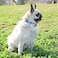 XPangle Metal Buckle Dog Collar Durable Adjustable Dog Collar Soft for Small Medium Large Dogs S1014in Flower5