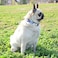 XPangle Metal Buckle Dog Collar Durable Adjustable Dog Collar Soft for Small Medium Large Dogs S1014in Flower5
