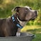Mile High Life Dog Collar Nylon Reflective Dog Collars Light Weight Puppy Collars Blue Dog Collars for Medium Dogs Blue Medium