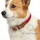 Mile High Life Genuine Leather Dog Collar Durable Braided Cotton Rope Collar with Metal Pin Buckle for Small Medium Large Dogs Red L Neck 1721