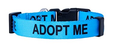 Native Pup Adopt Me Dog Collar Small Blue