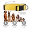 Native Pup Basic Nylon Dog Collar Adjustable for Small Medium Large pet and Puppies Accessories Cute Colors for Male Female boy Girl Puppy Medium Yellow